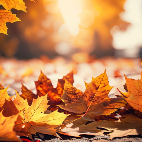 Fiori d'Autunno: Come Abbellire la Tua Casetta di Legno con un Tocco di Magia Stagionale